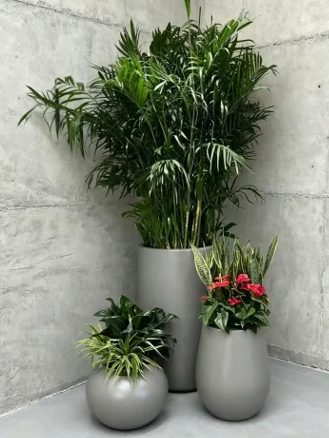 奉化办公室植物租赁店-海曙绿化养护费用预算-江北租绿植千套方案价格-奉化花卉租赁管理